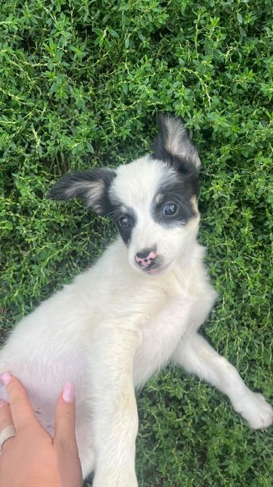 Catelusi pentru adoptie