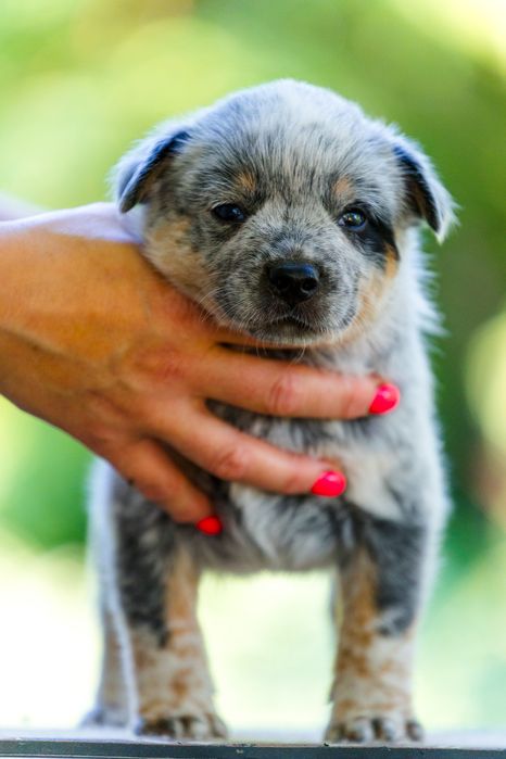 Australian Cattle Dog mascul