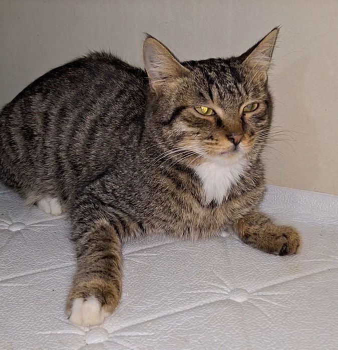 Возьми друга из приюта