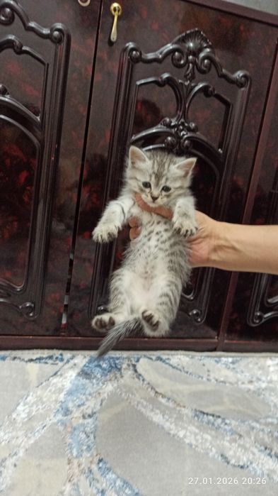 Ширингина мушукчалар