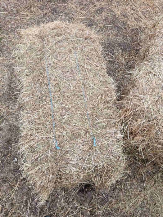 Бали сено реколта 85