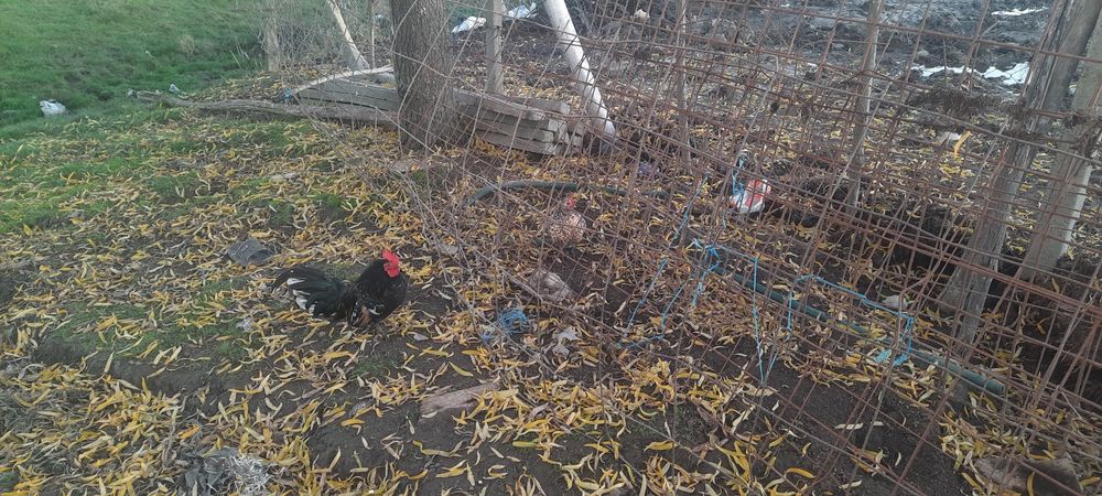 Schimb cocoși  piticii