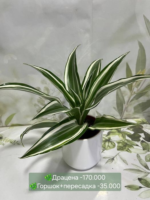 Сансевиерии разных сортов и размеров.