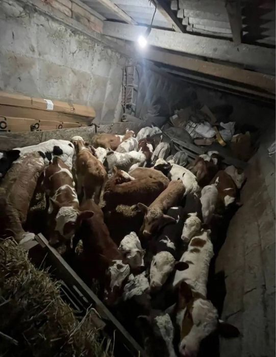 Продам телята абердин ангус молочный