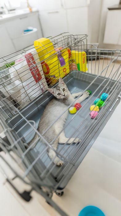 Продается котята шиншиллы