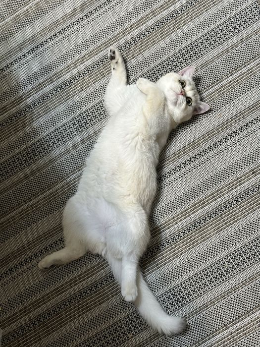 Экзотическая кошка продам