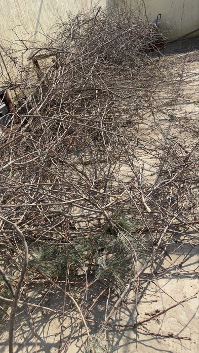 Дрова, Отын бесплатно