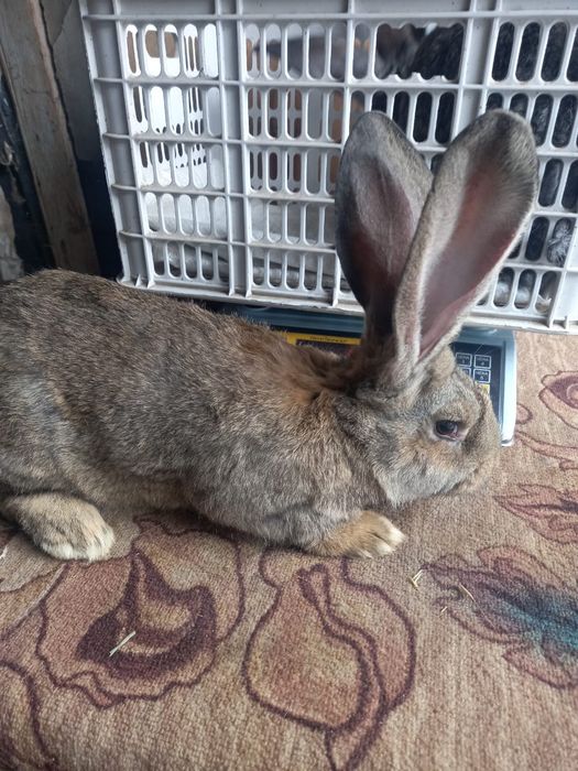 Продам кроликов. Фландр.