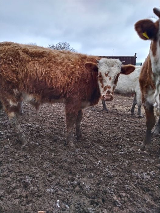 Пастос баспактар сатылады