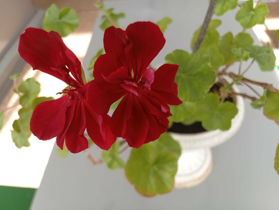 Ампельная герань