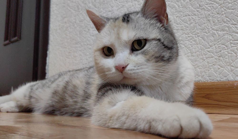 Ищем дом для Кошки