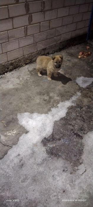 Продам щенок кандек, еркек