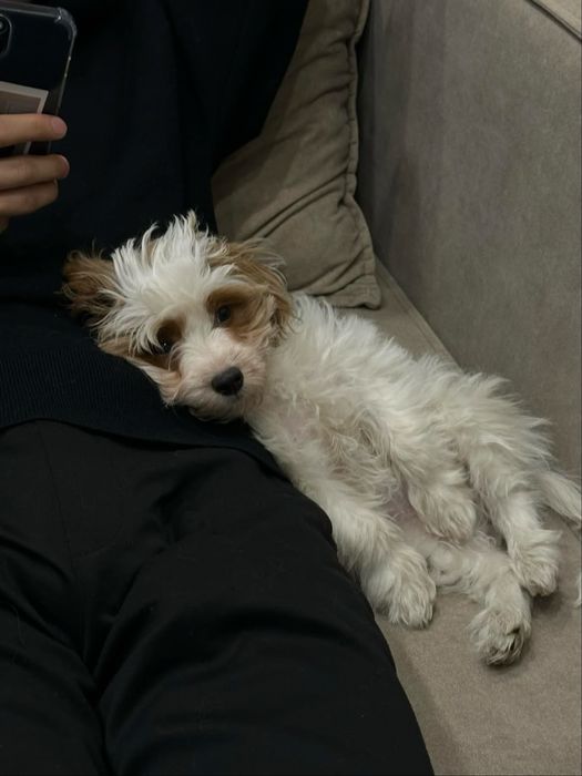 Мальтипу Ф1 3 мес