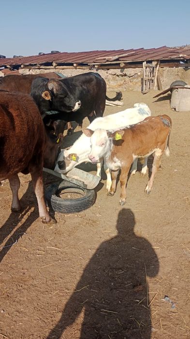 Немецкоалатуская порода