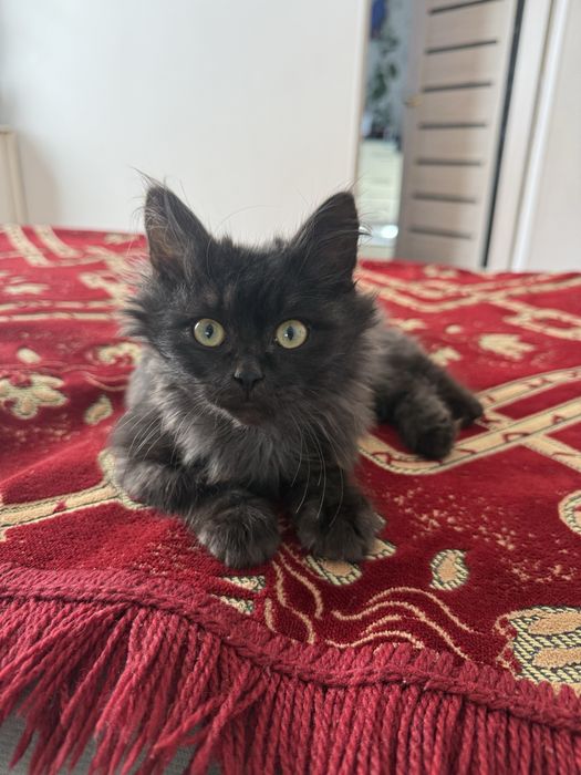 Отдам Котенка в хорошие руки