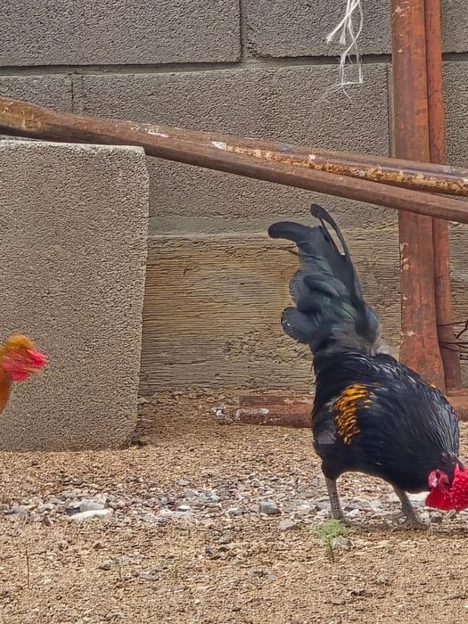 Куры японские декоративные