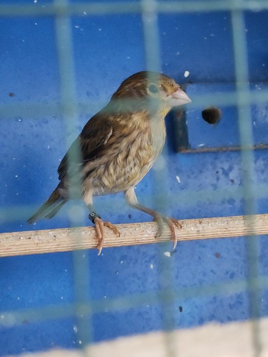 Canari de vânzare.