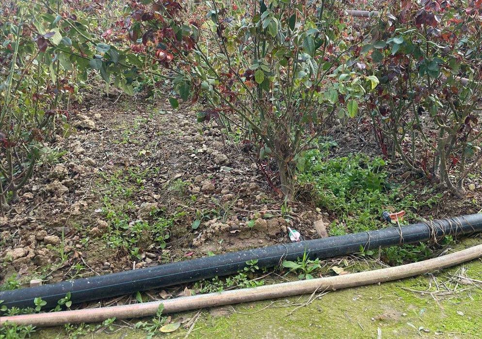 Atirgul kochatlar yengi kochat