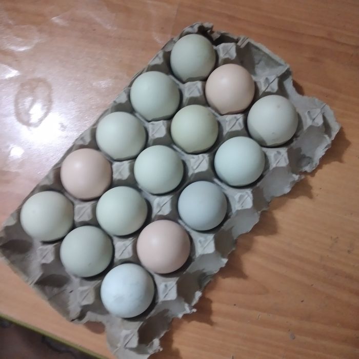 Куры несушки домашние
