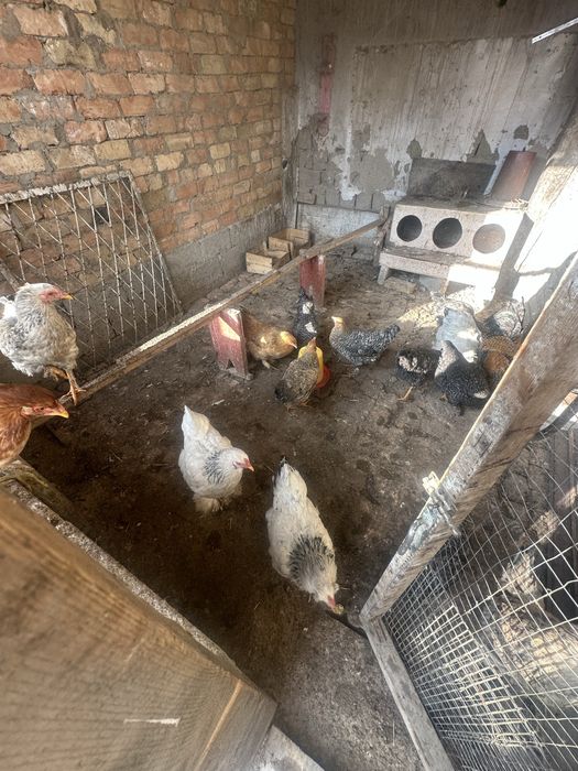 Xuroz va Tavuglar sotiladi narxi kelishiladi