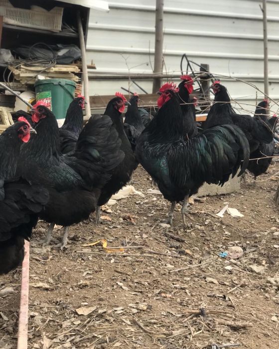 Тухум tuxum закасга йигиб берамиз АВСТРАЛОРП тозза зот