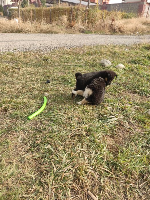 Отдам щенков девочек крупных