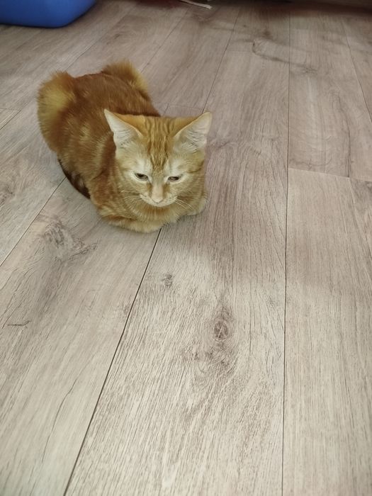 Ищем добрых и заботливых хозяев.