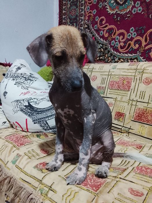 Отдам щенят в добрые руки