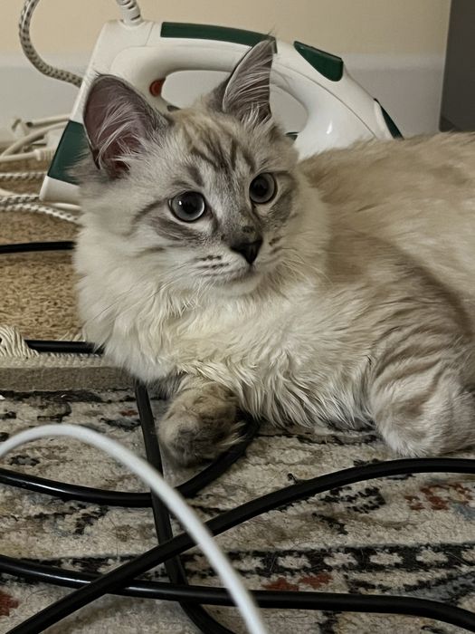 Продам кота сиамский