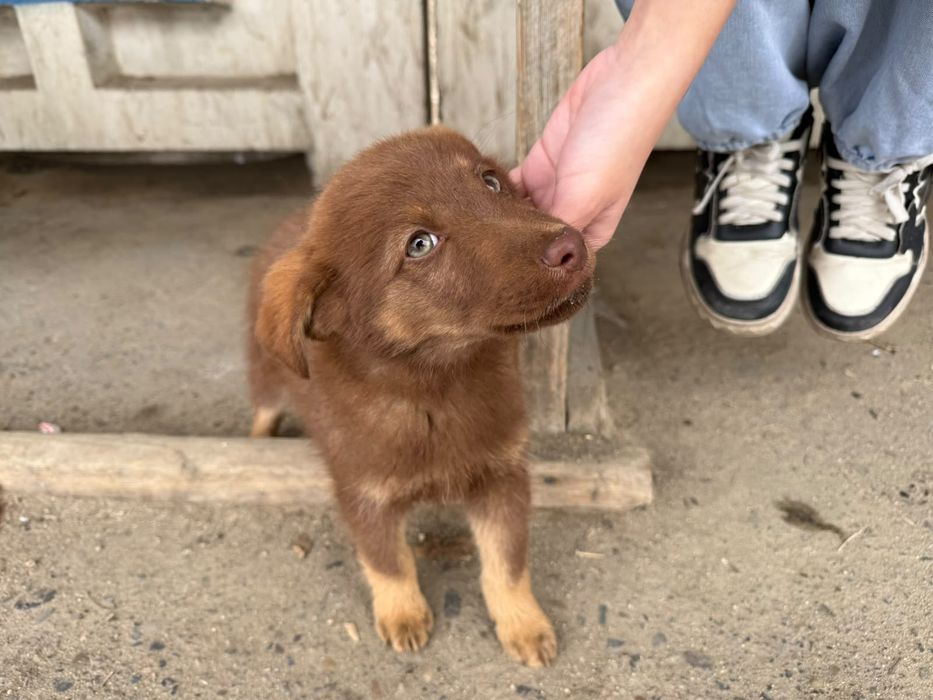 Мальчик щенок ищет дом
