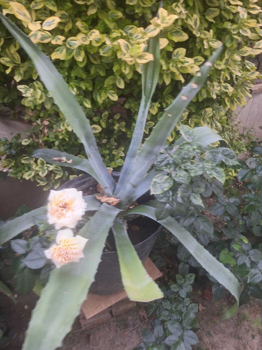 Aloe Vera(Agave americane)