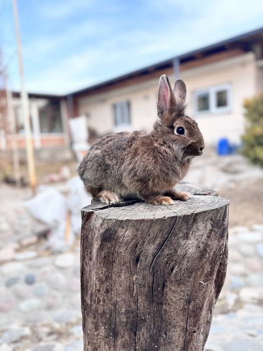 Продается кролики львиная голова