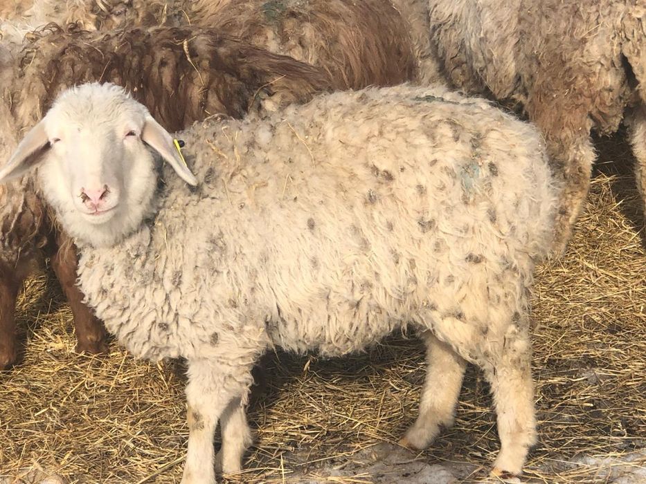 Тоқты сатам 20 ұрғашы  18 тоқты қошқар