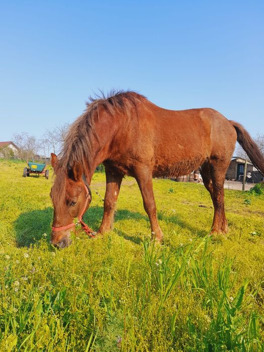 Vând cal (preț negociabil)
