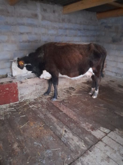 Сиыр бузауымен сатылады