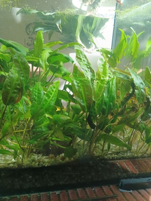 Продам Криптокарину и Анубис