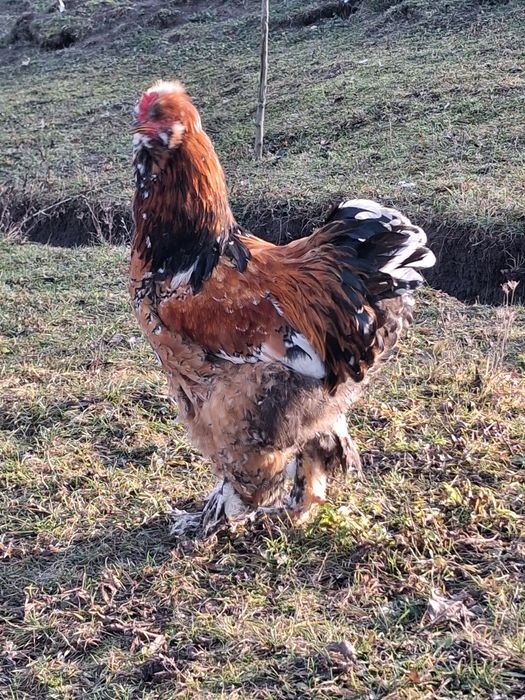 Fac precomenzi pentru oua de incubat