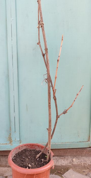 Ризамат виноград.