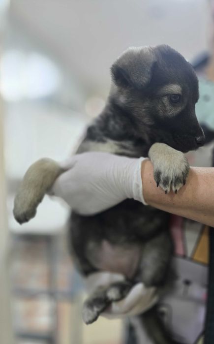 Щенок, мальчик, 2 месяца