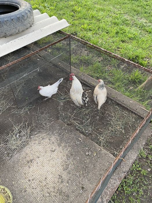 Куры карликовые