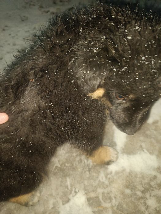 Отдам крупных щенков помесь с немцем