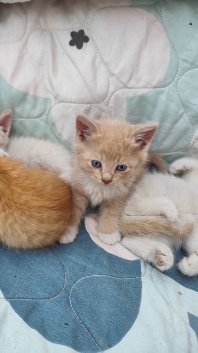 Котята, отдам в добрые руки