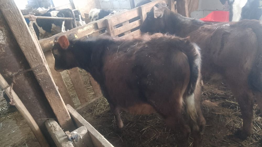 Срочно продам бычков 6 галов
