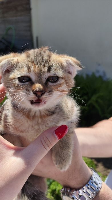 Вислоухая кошечка