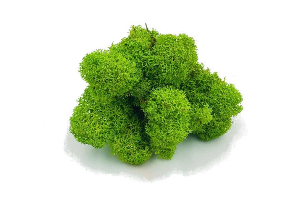 Премиум скандинавски мъх – 4 цвята с включена доставка