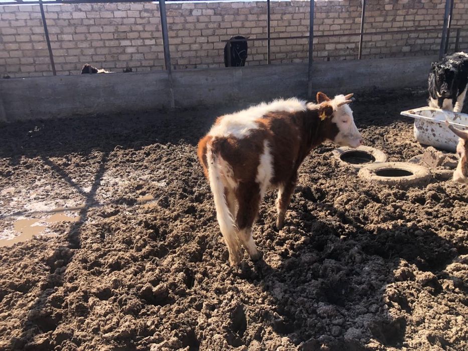 Ургашы баспактар сатылады