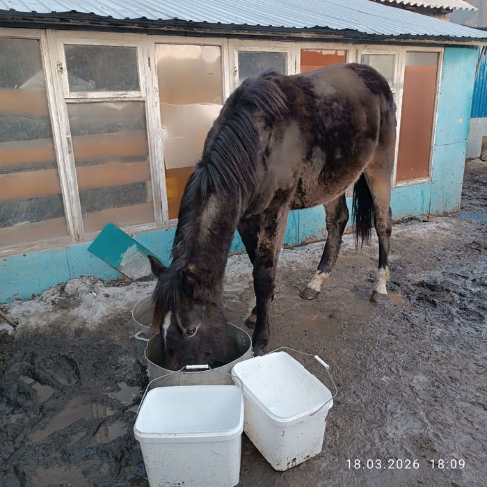 Продам  кабылку.