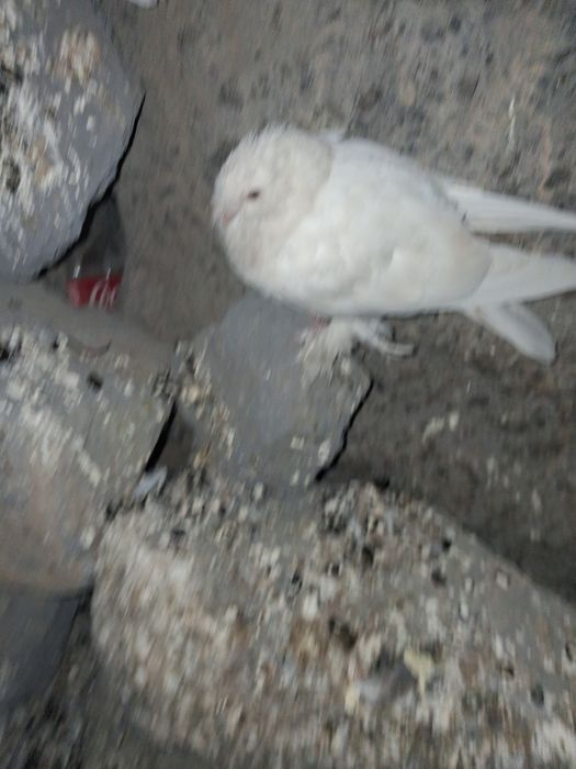 Голуби тасманы 5000тыс