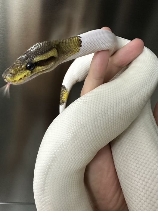 Королевский питон