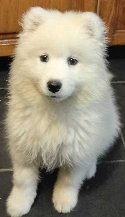 Cățelușa Samoyed 3luni pedigree A